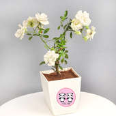 Love Rose Plant