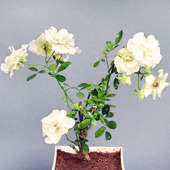 Send Love Rose Plant Online