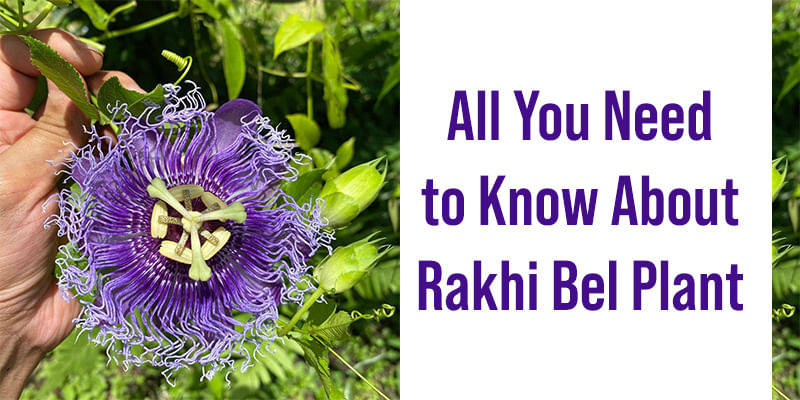 All You Need to Know About Rakhi Bel Plant