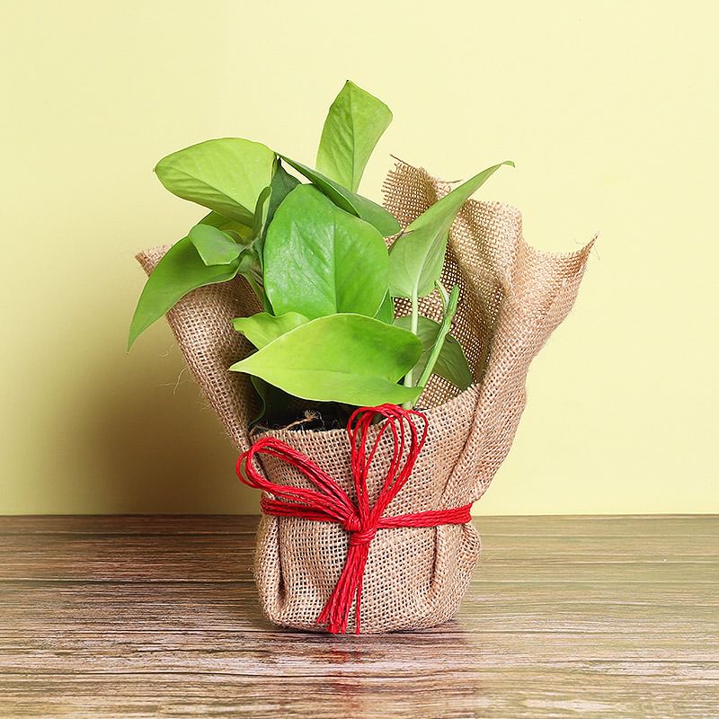 Money Plant in Jute Packing Online