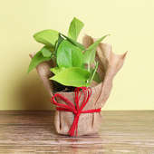 Money Plant in Jute Packing