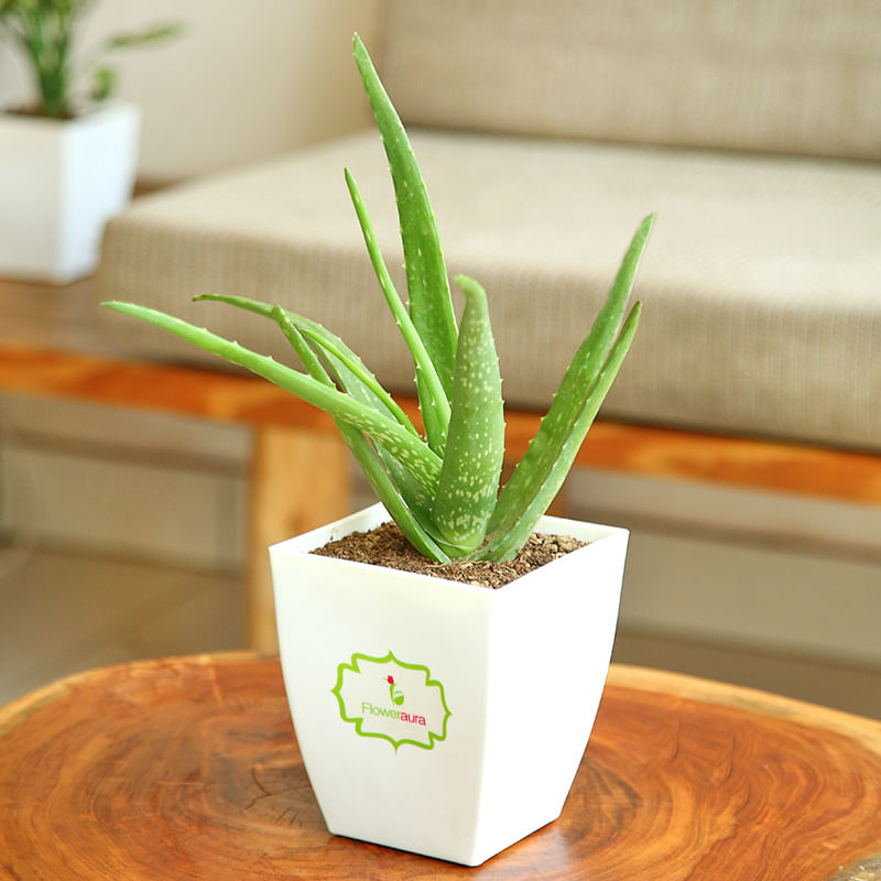 Aloe Vera Plant