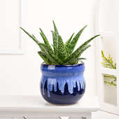 Aloe Vera Plant In Exquisite Blue Pot