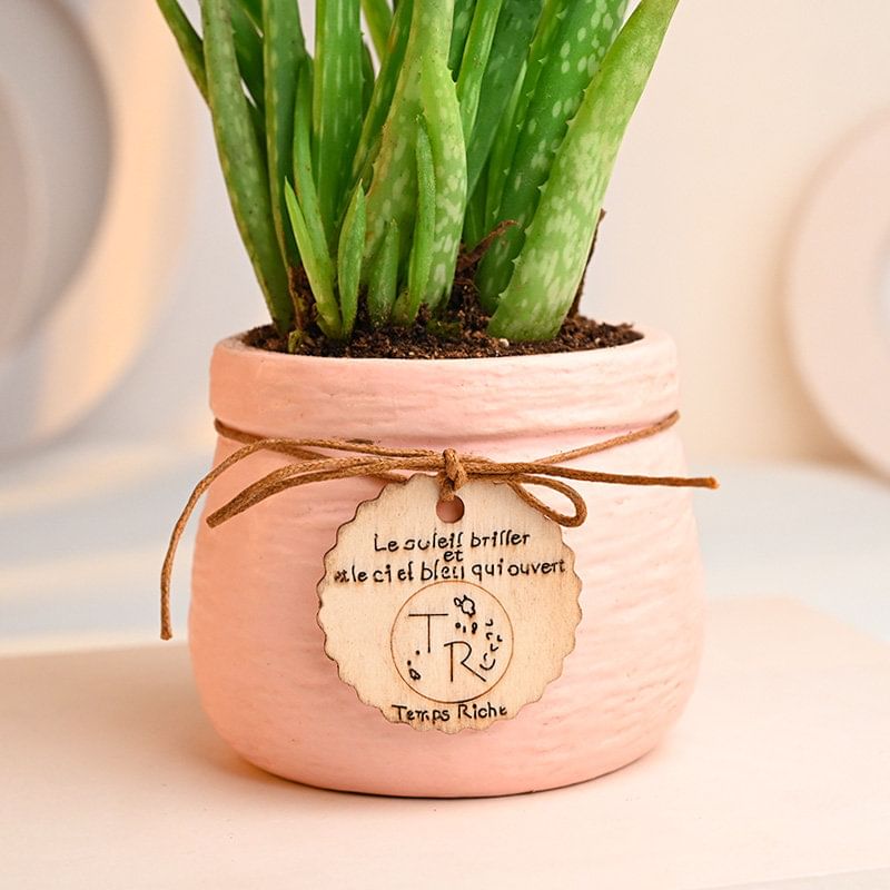 Order Aloevera Plant In Ceramic Pot Online 