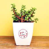 Anniversary Jade Plant - Good Luck Plant Outdoors in Floweraura Chatura Vase