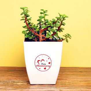 Anniversary Jade Plant