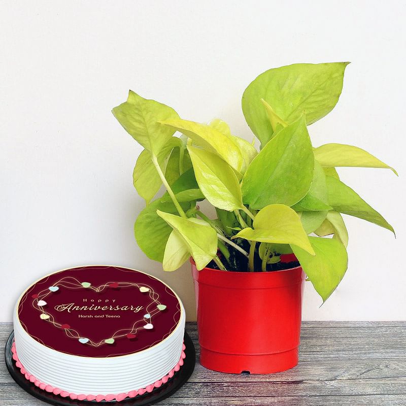 Anniversary Plant Cake Combo