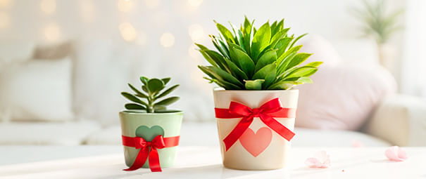 Anniversary Plants