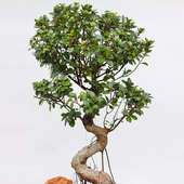 Antique Ficus Bonsai Plant - Top View