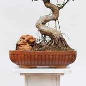 Send Antique Ficus Bonsai Plant Online 