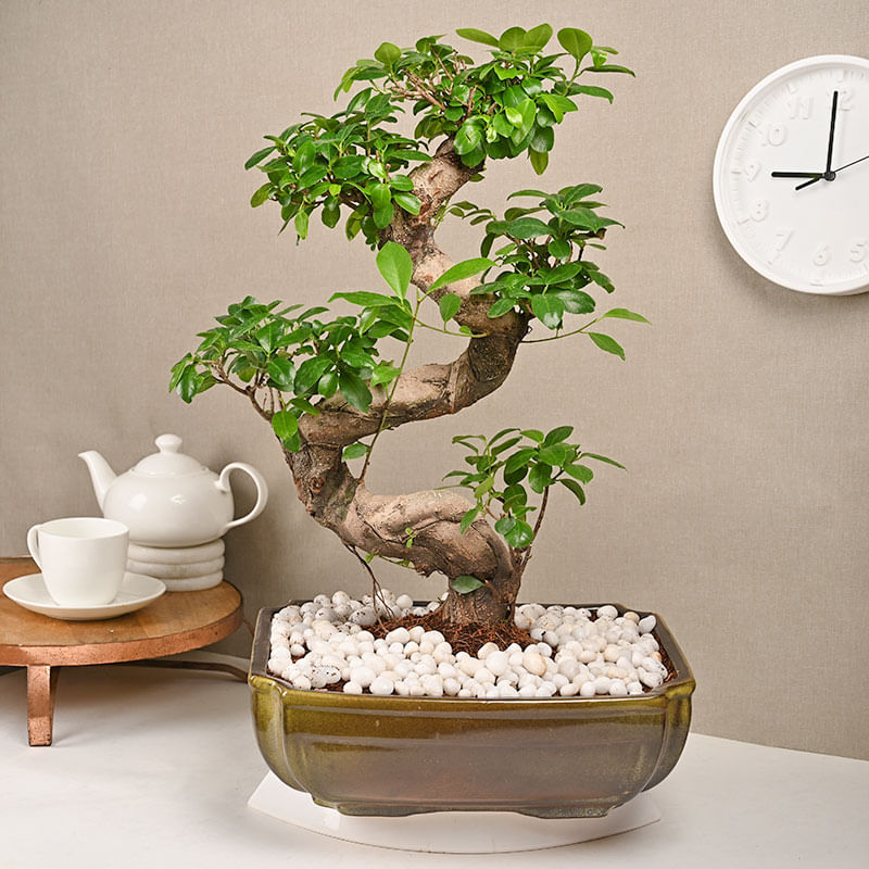 Buy Antique Ficus Shaped Bonsai Online