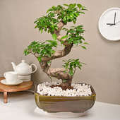 Buy Antique Ficus Shaped Bonsai Online