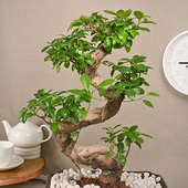 Order Antique Ficus Shaped Bonsai Online