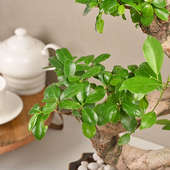 Order Antique Ficus Shaped Bonsai Online