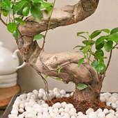 Send Antique Ficus Shaped Bonsai Online