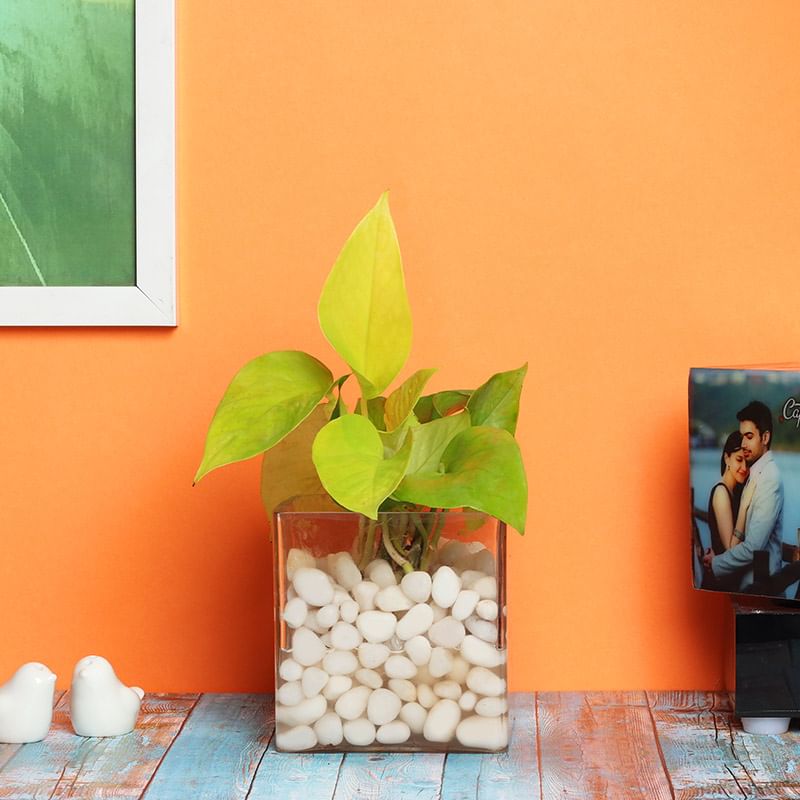 Buy Money Plant Terrarium with Pebbles Online