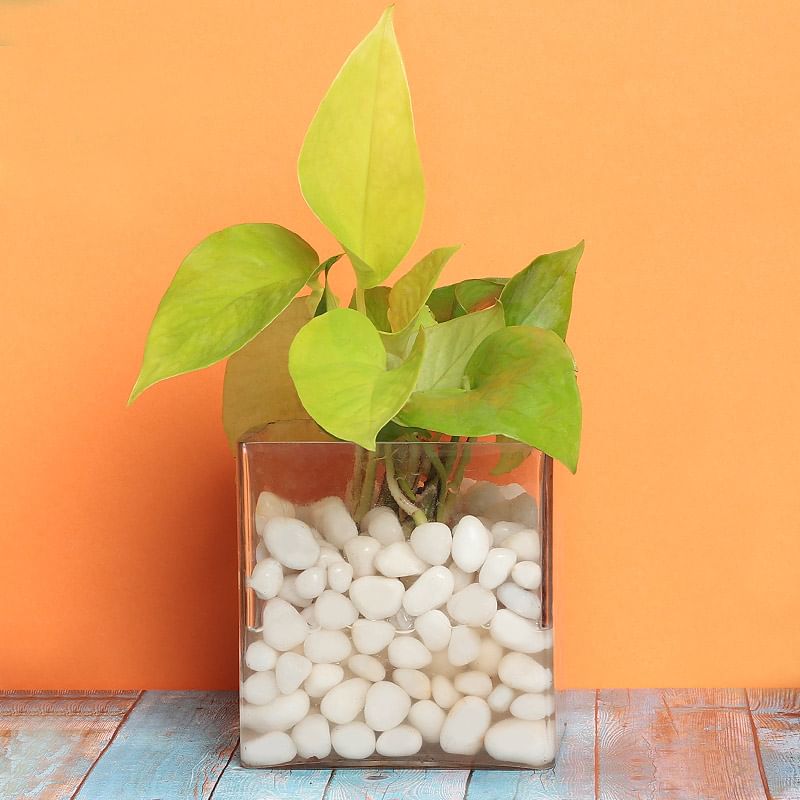 Order Money Plant Terrarium with Pebbles Online