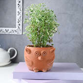 Buy Aralia In Terracotta Owl Pot Online