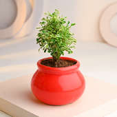 Aralia Plant in a Ceramic Matki Pot