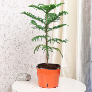 Buy Araucaria Christmas Plant Online