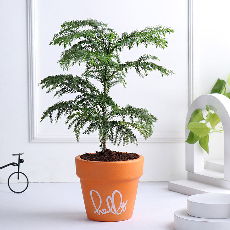 Araucaria Plant In Hello Terracotta Pot