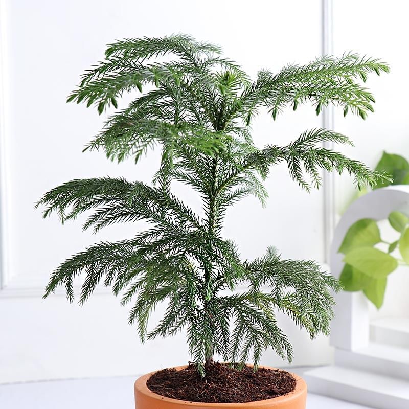 Product Image Video