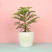 Araucaria Plant - An Indoor Plant