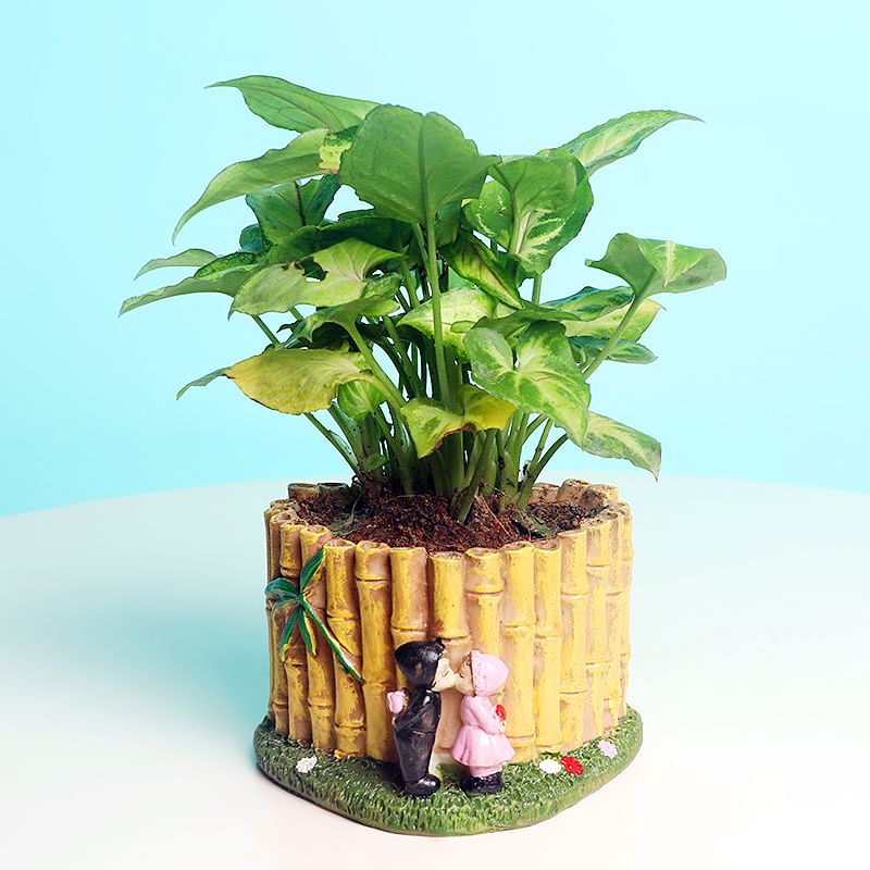 Arrowhead Plant