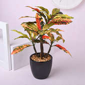 Buy Artificial Croton Plant in Black Ceramic Pot Online