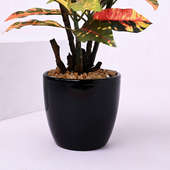 Send Artificial Croton Plant in Black Ceramic Pot Online
