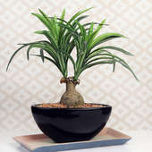 Artificial Ponytail Bonsai Plant