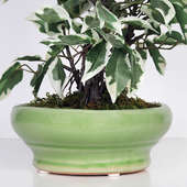 Order Artificial Safari Bonsai Plant Online