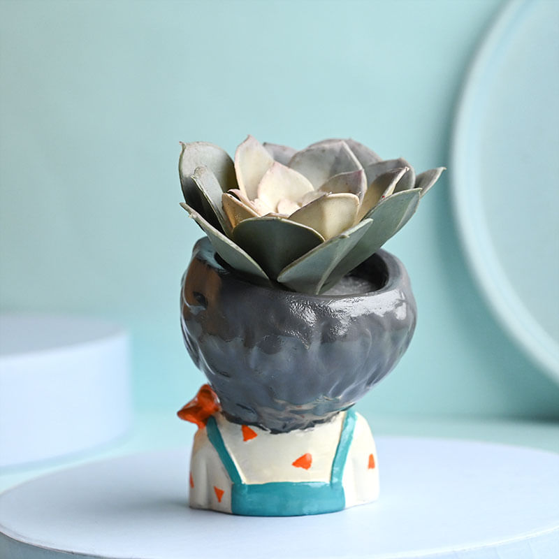 Send Artificial Succulent In Boy Pot Online 