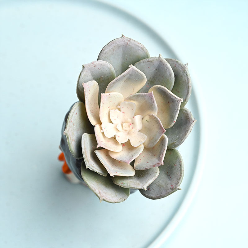 Order Artificial Succulent In Boy Pot Online 