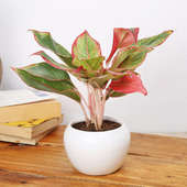 Artistic Aglaonema Pink Plant