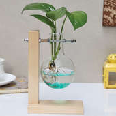 Money Plant Hanging Flask Planter| Good Luck, Hydrponic Bubble Vase