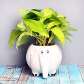 Money Plant in Elephant Vase