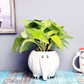 Buy Money Plant in Elephant Vase Online