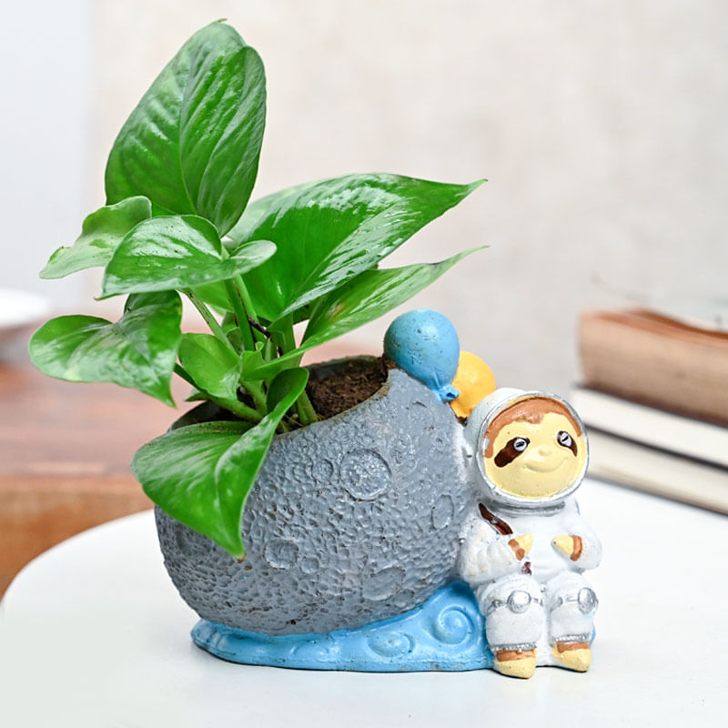 Astronaut Money Plant