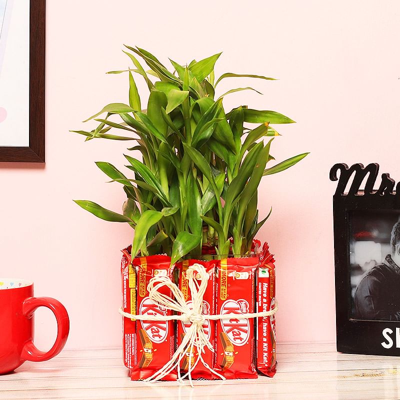 Three Layer Bamboo Surrounded by Kitkats Online