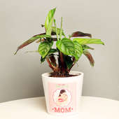 Calathea Plant in Personalised Vase for Mom