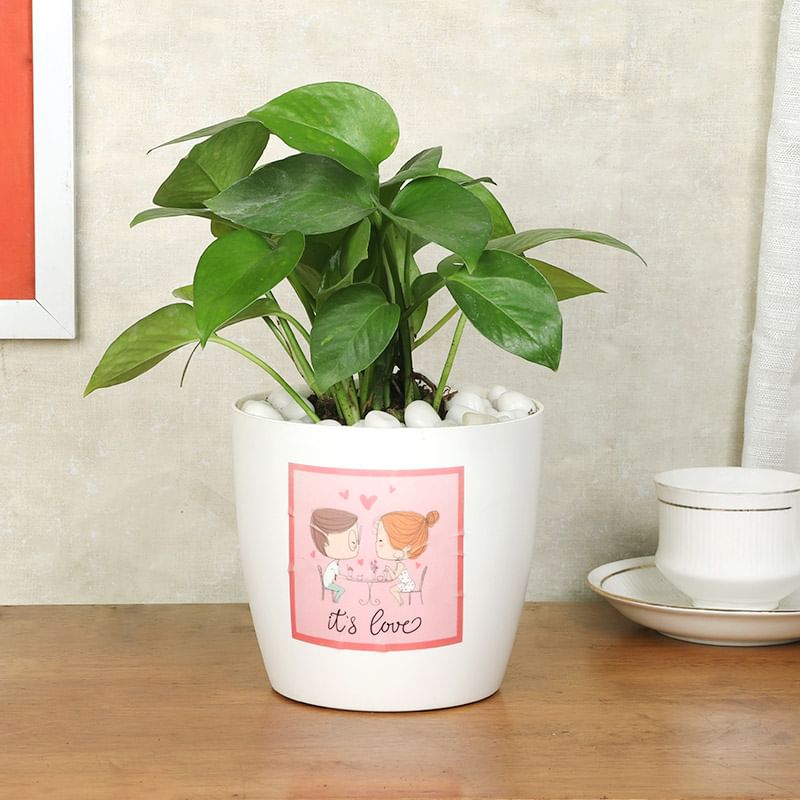 Attractive Money Plant Gift For Good Luck