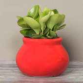 Peperomia Plant in Red Vase