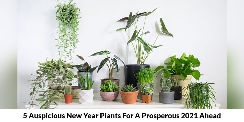 5 Auspicious New Year Plants For A Prosperous 2023 Ahead