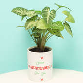 Navratri Syngonium Plant