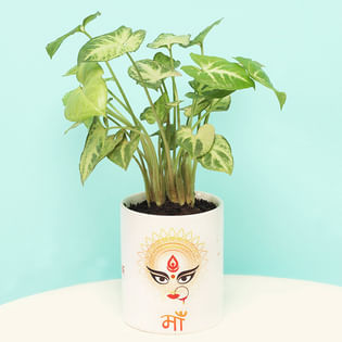 Auspicious Syngonium Plant for Navratri Gifts