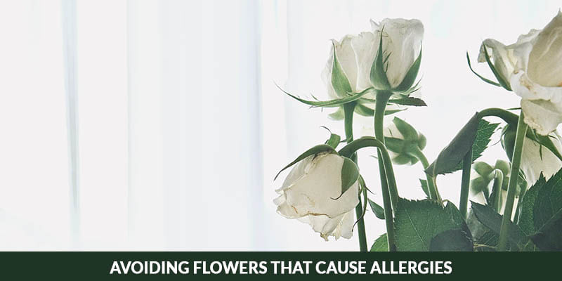 Avoiding Flowers That Cause Allergies