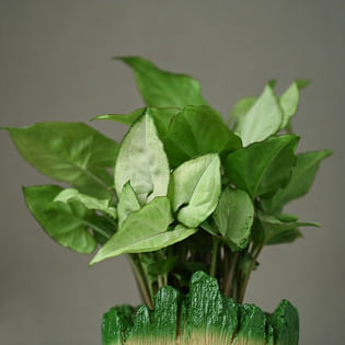 Baby Groot Syngonium Plant