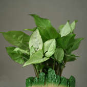 Send Syngonium Plant In Groot Pot Online 