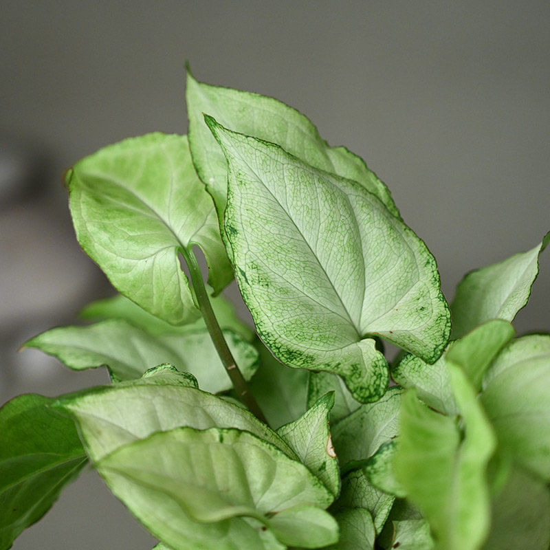 Baby Groot Syngonium Plant - Top View